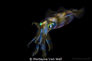 Bigfin Reef Squid on night dive by Marteyne Van Well 